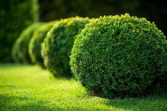 Geformte grüne Buchsbäume